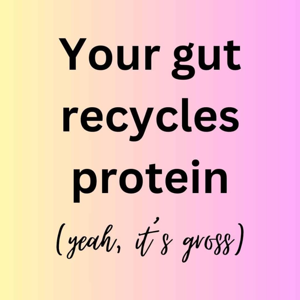 Your gut recycles protein